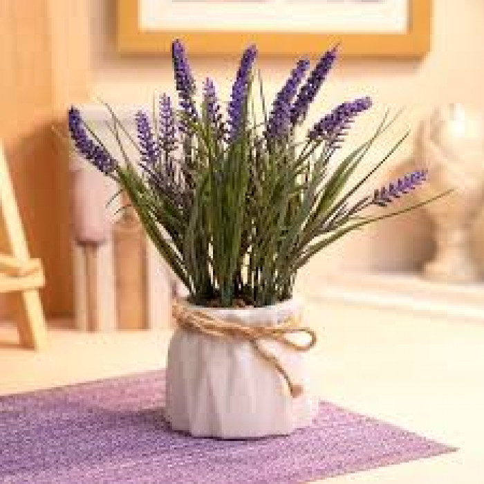 Лаванда в Таразе