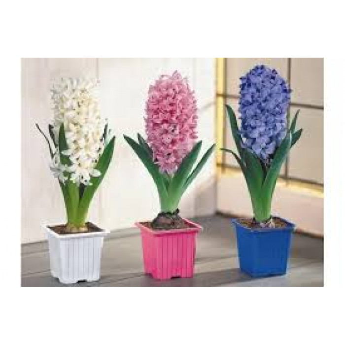 Гиацинты в Таразе