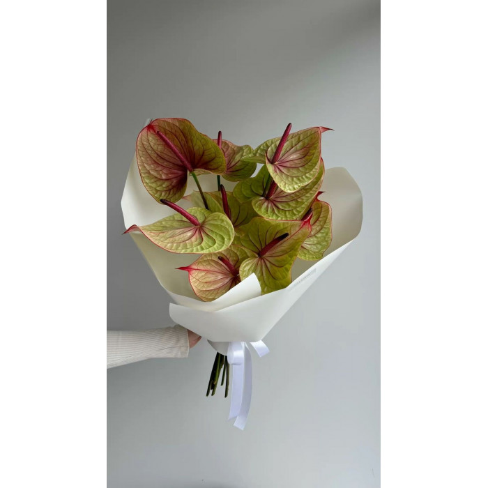 Антуриумы в Таразе