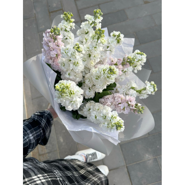 Маттиола в Таразе