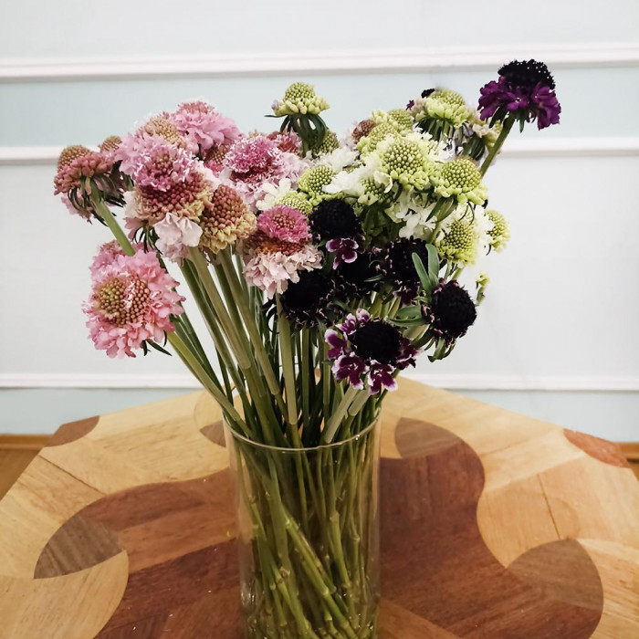 Скобиоза в Таразе