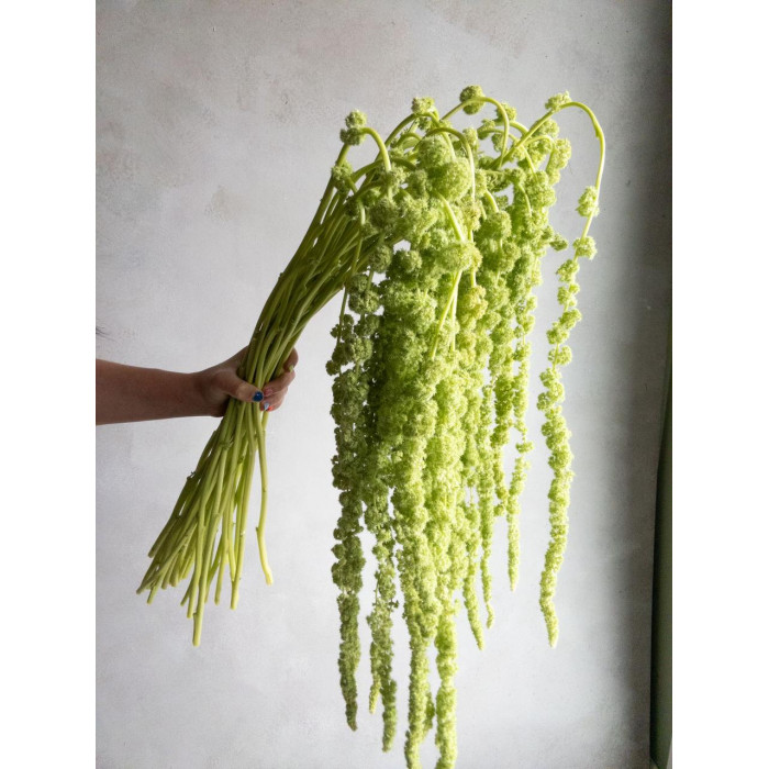 Амарантус в Таразе