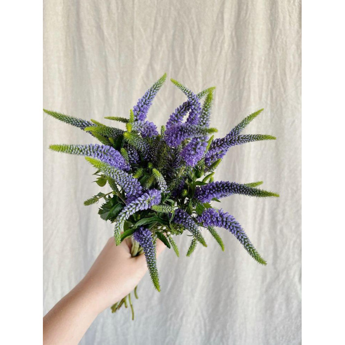 Вероника в Таразе