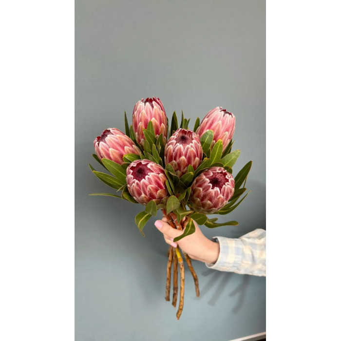 Протея в Таразе