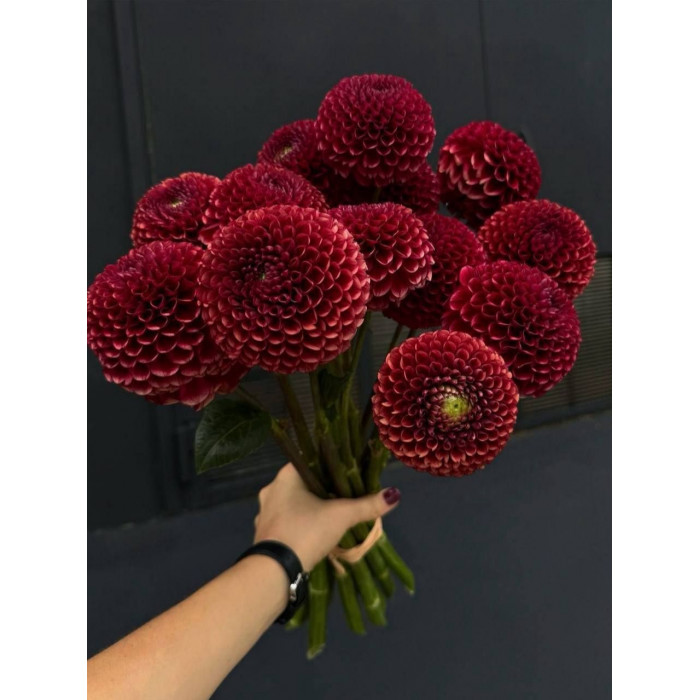 Георгины в Таразе