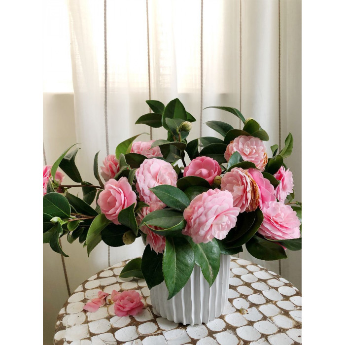 Камелия в Таразе