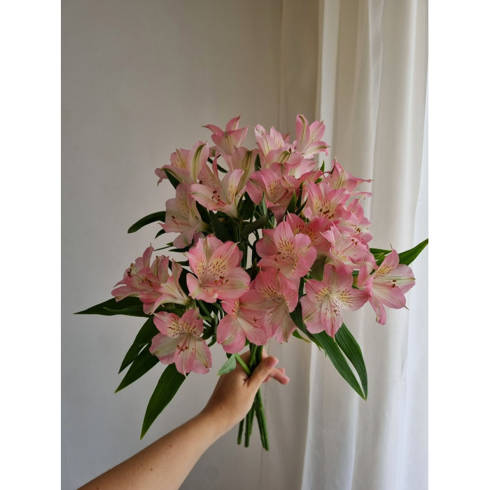 Альпиния в Таразе