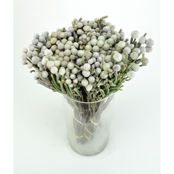 Бруния в Таразе