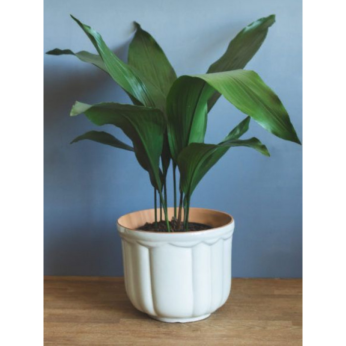 Аспидистра в Таразе