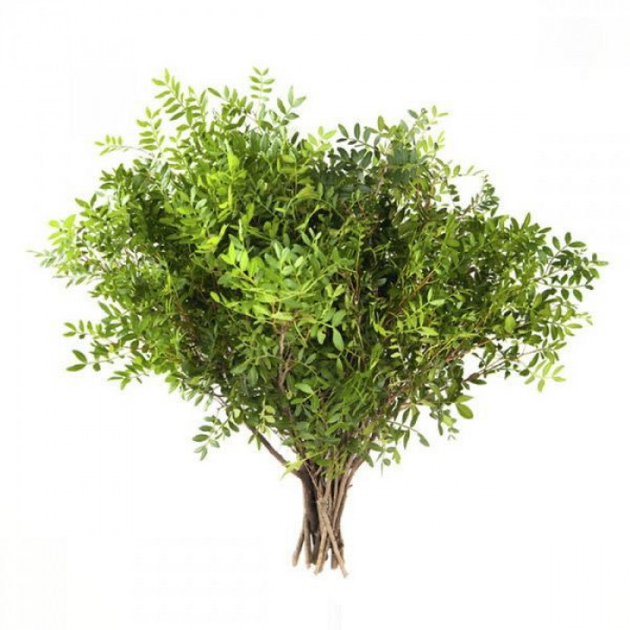 Писташ в Таразе