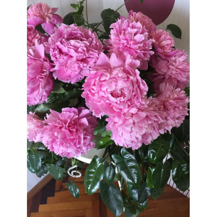 Пион древовидный в Таразе