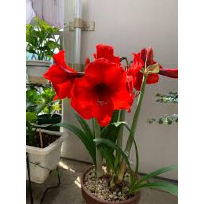 Амариллис в Таразе