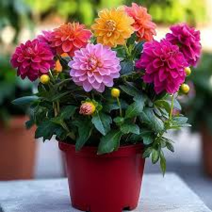 Георгины в Таразе