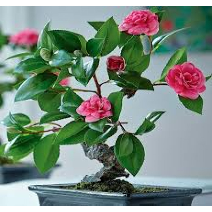 Камелия в Таразе