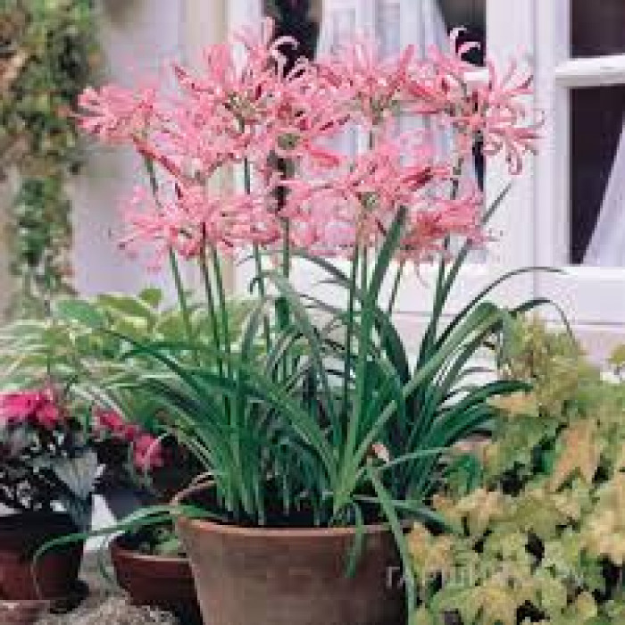 Нерине в Таразе