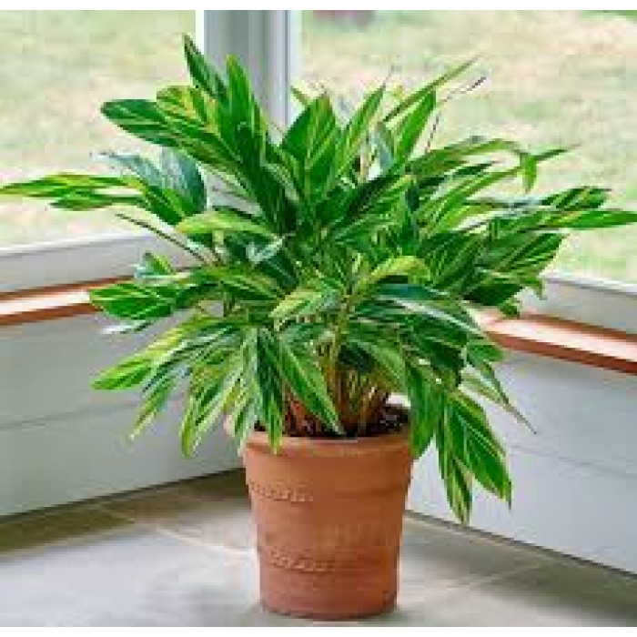 Альпиния в Таразе