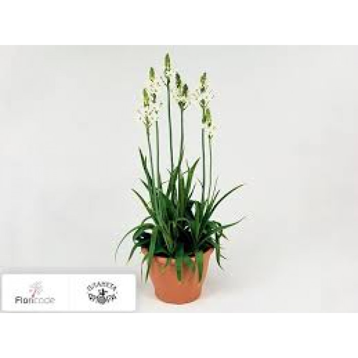 Орнитогалум в Таразе