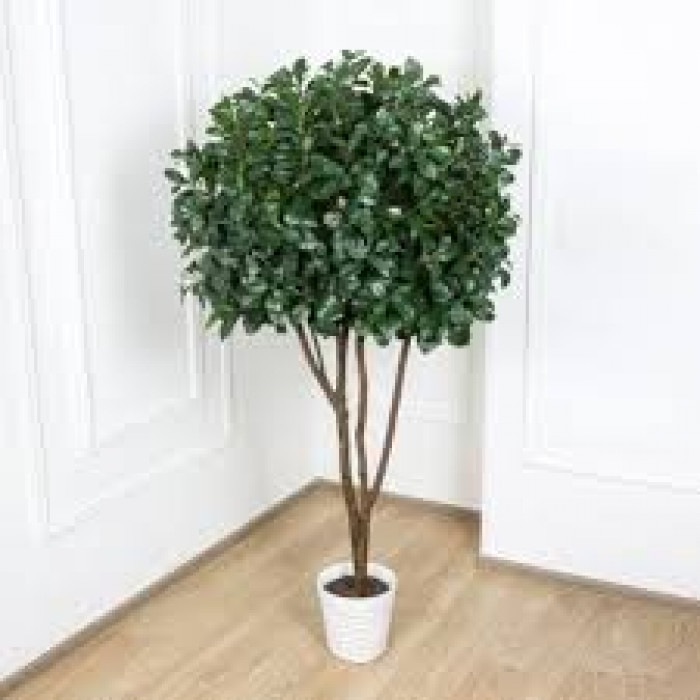 Рускус в Таразе